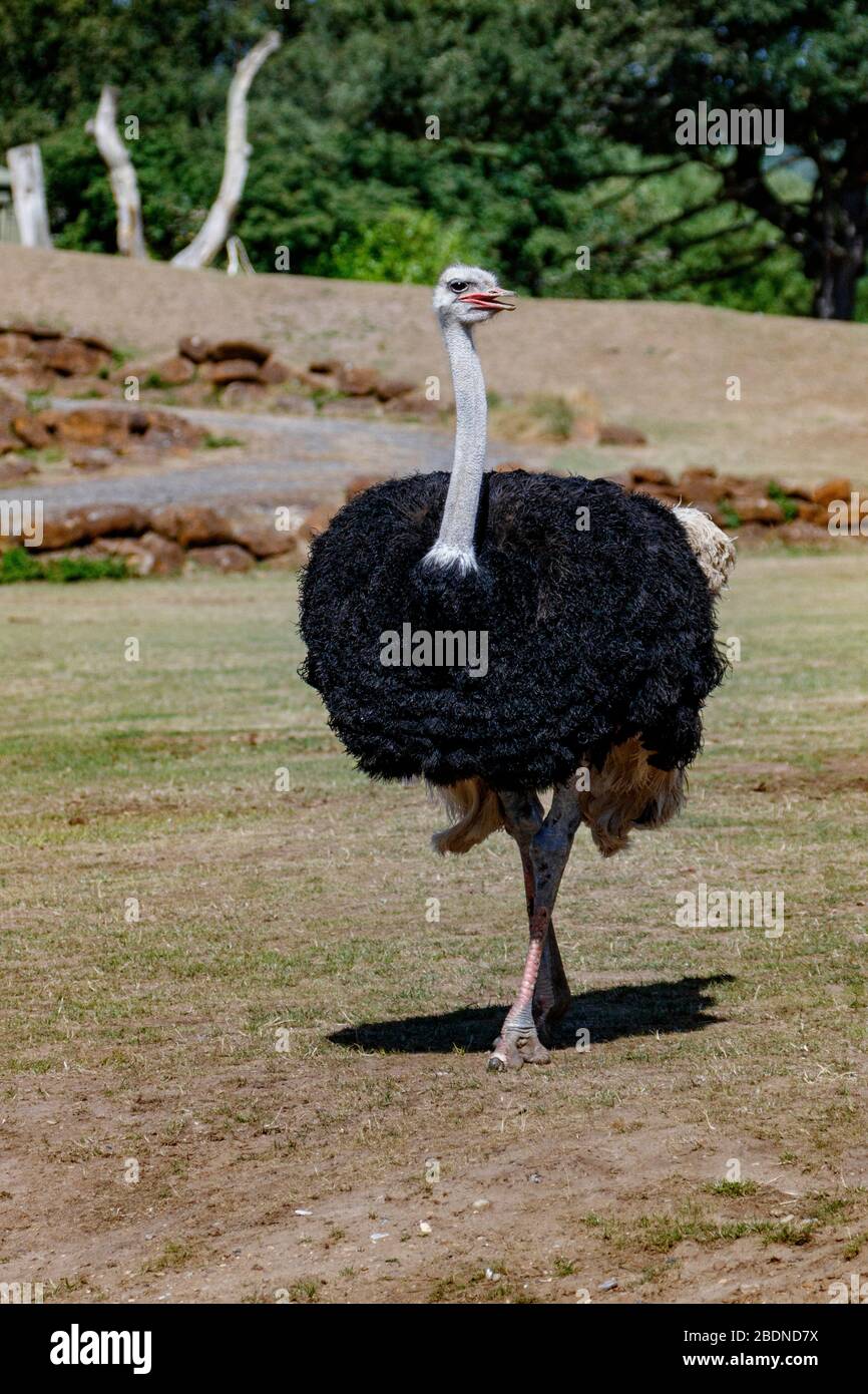 Struzzo Foto Stock