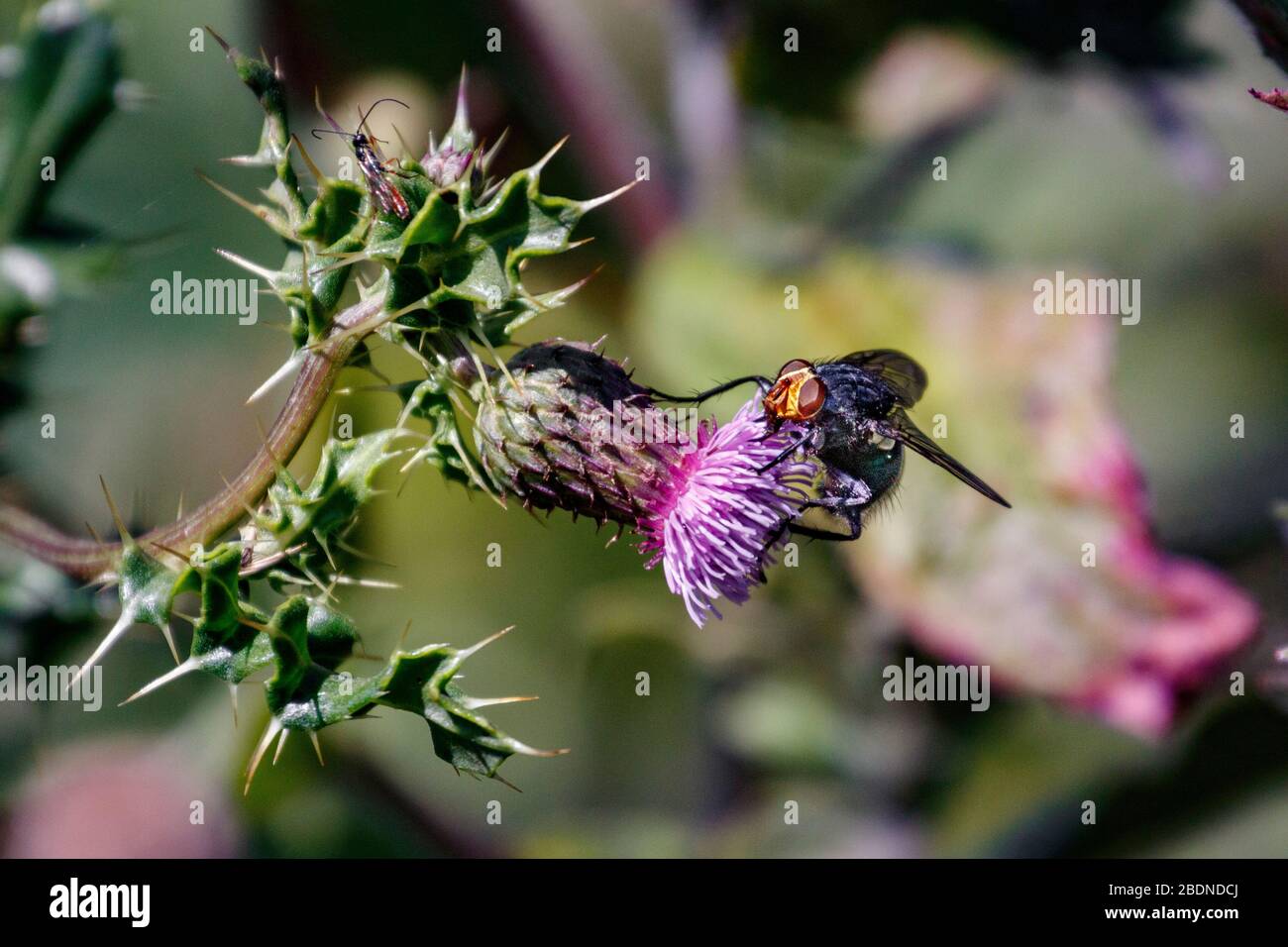 Vola a riposo sul carosello viola Foto Stock