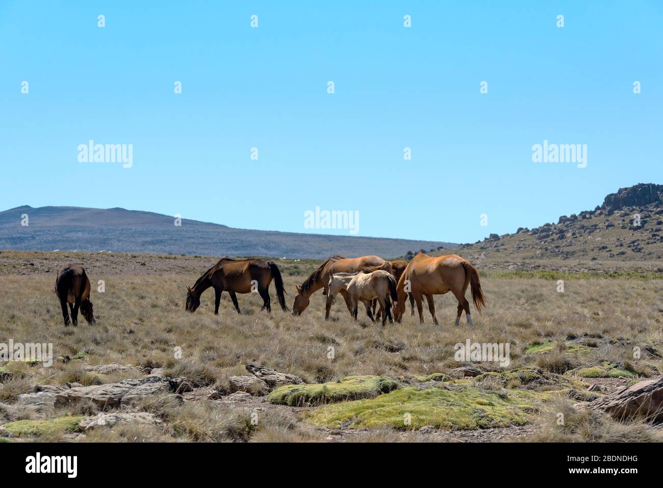 Foto di paesaggi con cavalli in Patagonia, Argentina Foto Stock