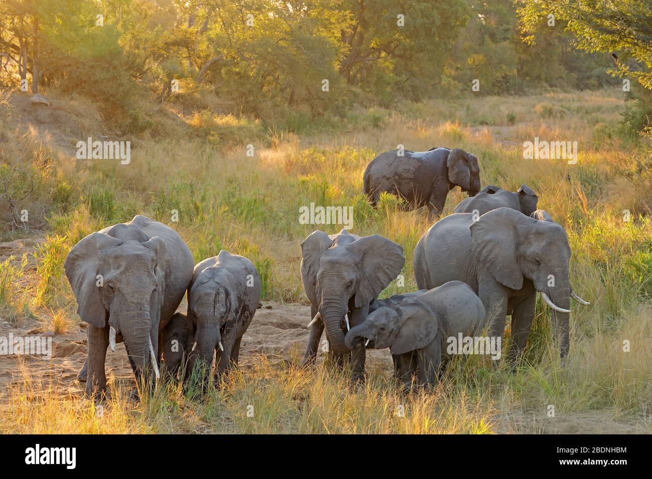 Mandria di elefanti africani (Loxodonta africana) alla luce del tardo pomeriggio, Parco Nazionale Kruger, Sudafrica Foto Stock