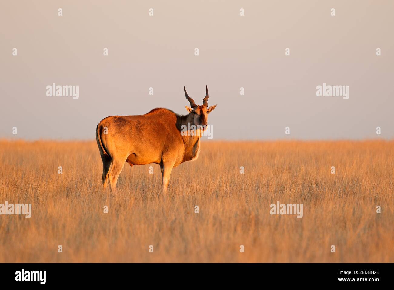 Maschio di antilope antilope (Tragelaphus oryx) nel tardo pomeriggio di luce, Mokala National Park, Sud Africa Foto Stock
