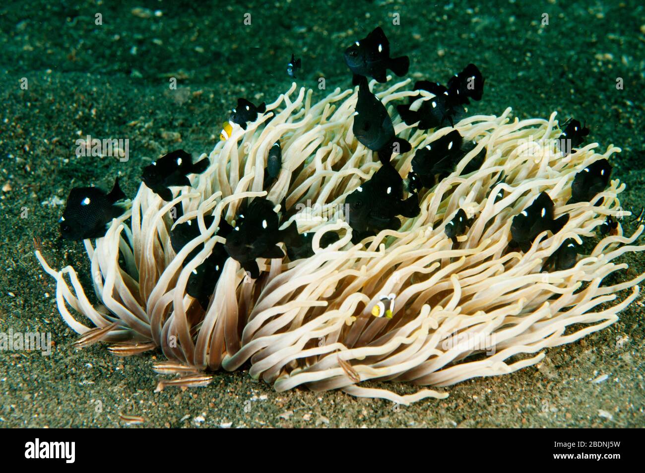 Tre punti dasselfish, Dascyllus trimaculatus, in un anemone, Heteractis crispa, Sulawesi Indonesia. Foto Stock