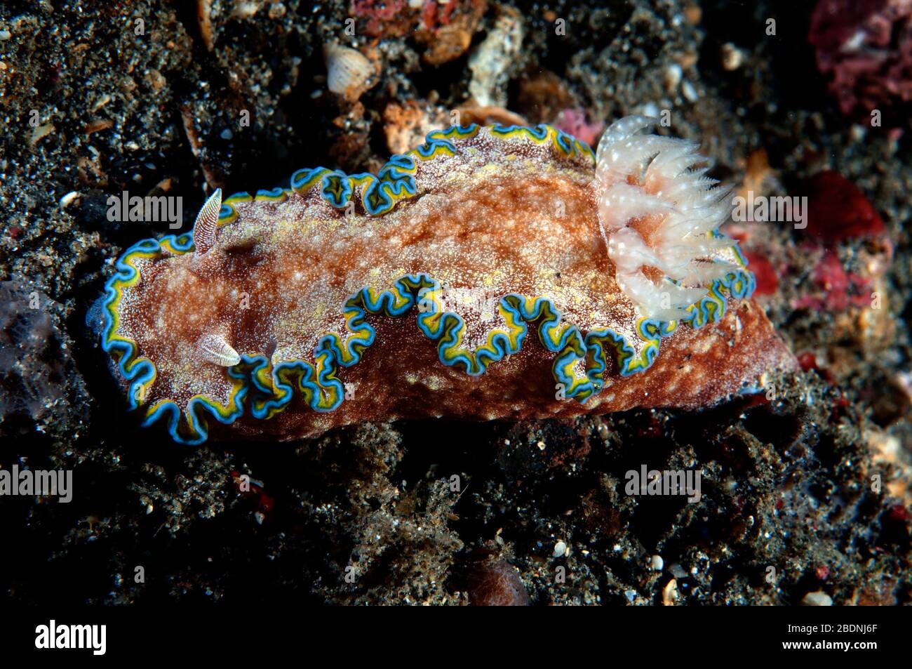 Nudibranch Chromodoris cincta Sulawesi, Indonesia. Foto Stock