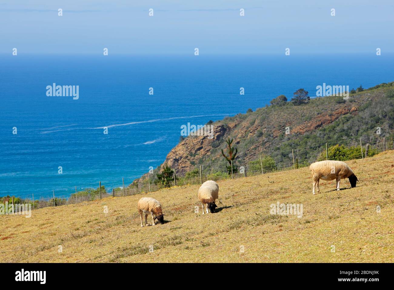 Pecore che pascolano su pascolo costiero di una fattoria rurale, Sudafrica Foto Stock