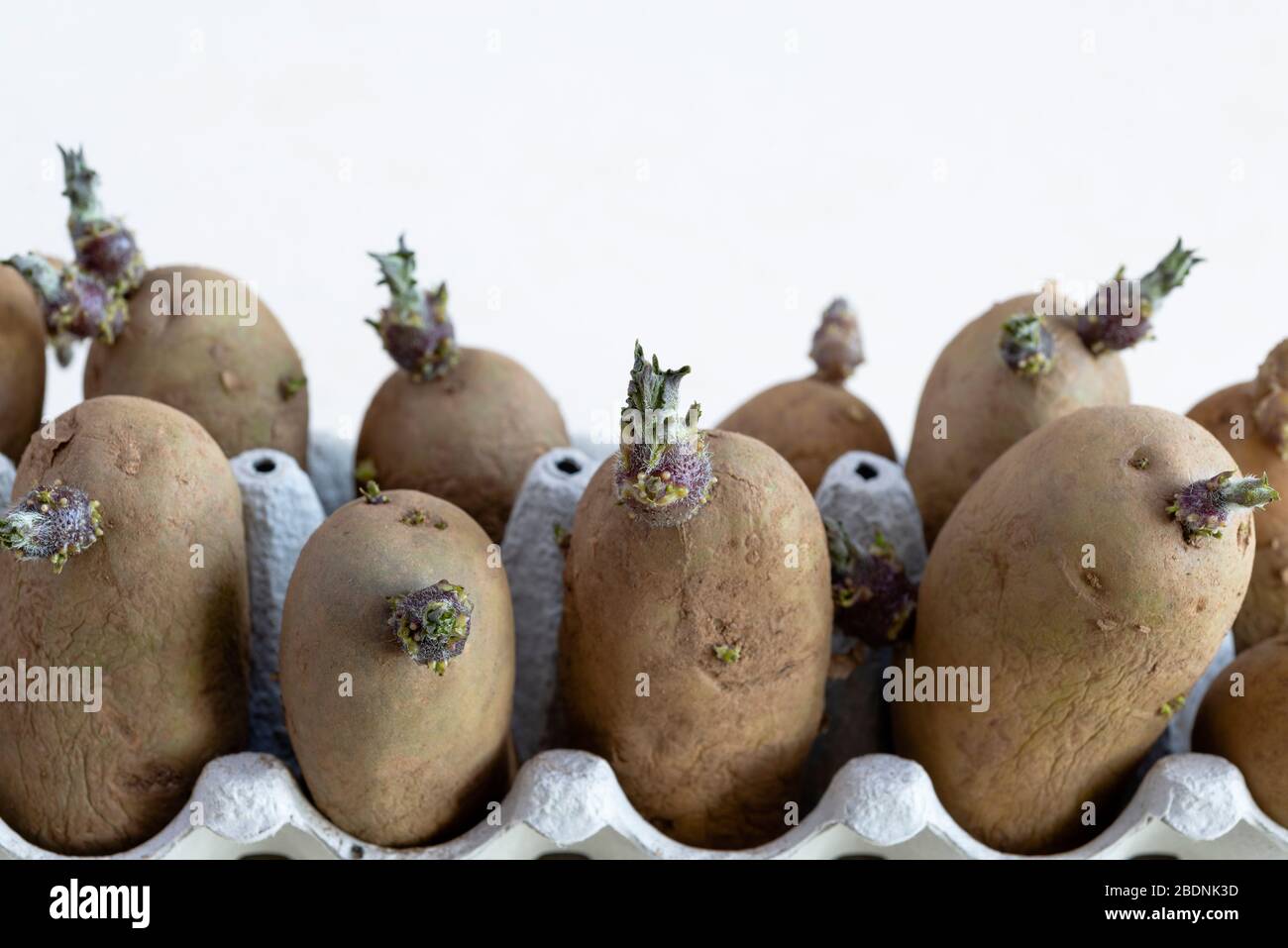 Charlotte seme poatoes che si fettano in una scatola di uovo. Foto Stock