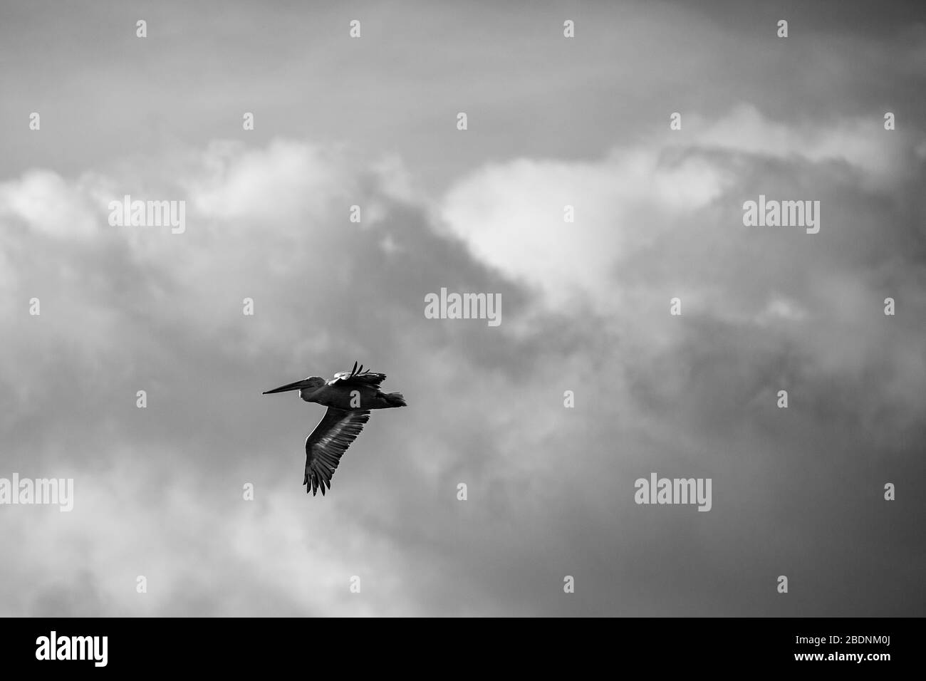 Bella grande Dalmazia singolo pellicano volare con grande apertura di ali. Cielo sereno invernale su Porto Lagos, Grecia settentrionale. Pittoresco momento congelato della natura, fotografia in bianco e nero Foto Stock