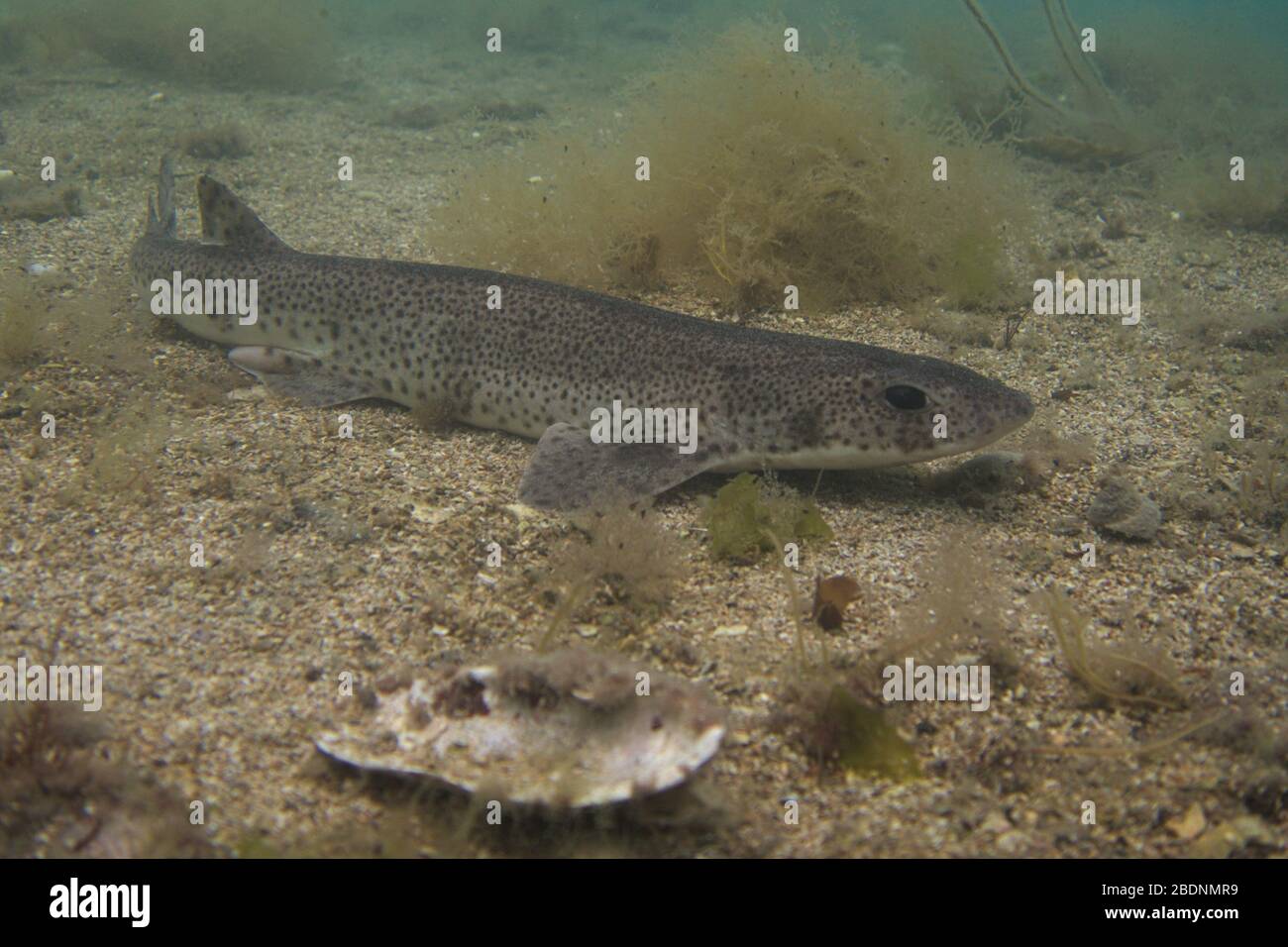 Un pesce gatto meno macchiato poggia sul fondo marino Foto Stock