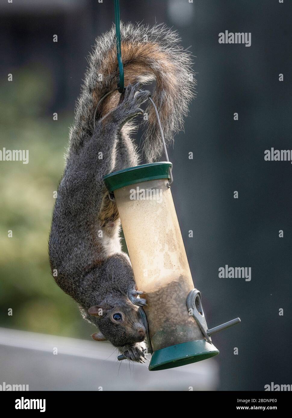 Londra, Regno Unito. 9 aprile 2020. Scoiattolo grigio finisce il contenuto di un alimentatore di uccelli da giardino in un giardino suburbano. Credit: Malcolm Park/Alamy Live News. Foto Stock Londra, Regno Unito. 9 aprile 2020. Scoiattolo grigio finisce il contenuto di un alimentatore di uccelli da giardino in un giardino suburbano. Credit: Malcolm Park/Alamy Live News. Foto Stock