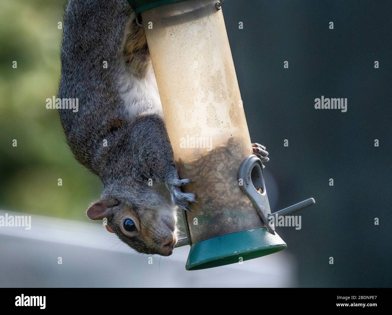 Londra, Regno Unito. 9 aprile 2020. Scoiattolo grigio finisce il contenuto di un alimentatore di uccelli da giardino in un giardino suburbano. Credit: Malcolm Park/Alamy Live News. Foto Stock Londra, Regno Unito. 9 aprile 2020. Scoiattolo grigio finisce il contenuto di un alimentatore di uccelli da giardino in un giardino suburbano. Credit: Malcolm Park/Alamy Live News. Foto Stock