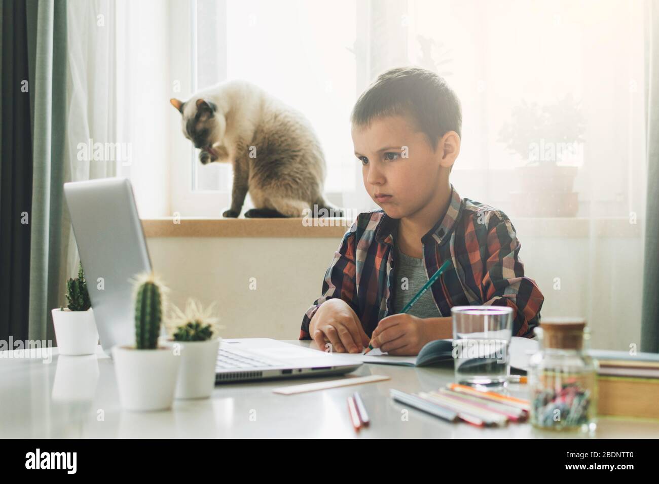 Ragazzo che studia a casa con il notebook e fa i compiti a scuola. Formazione online a distanza. Il gatto è seduto sul finestrino. Foto Stock