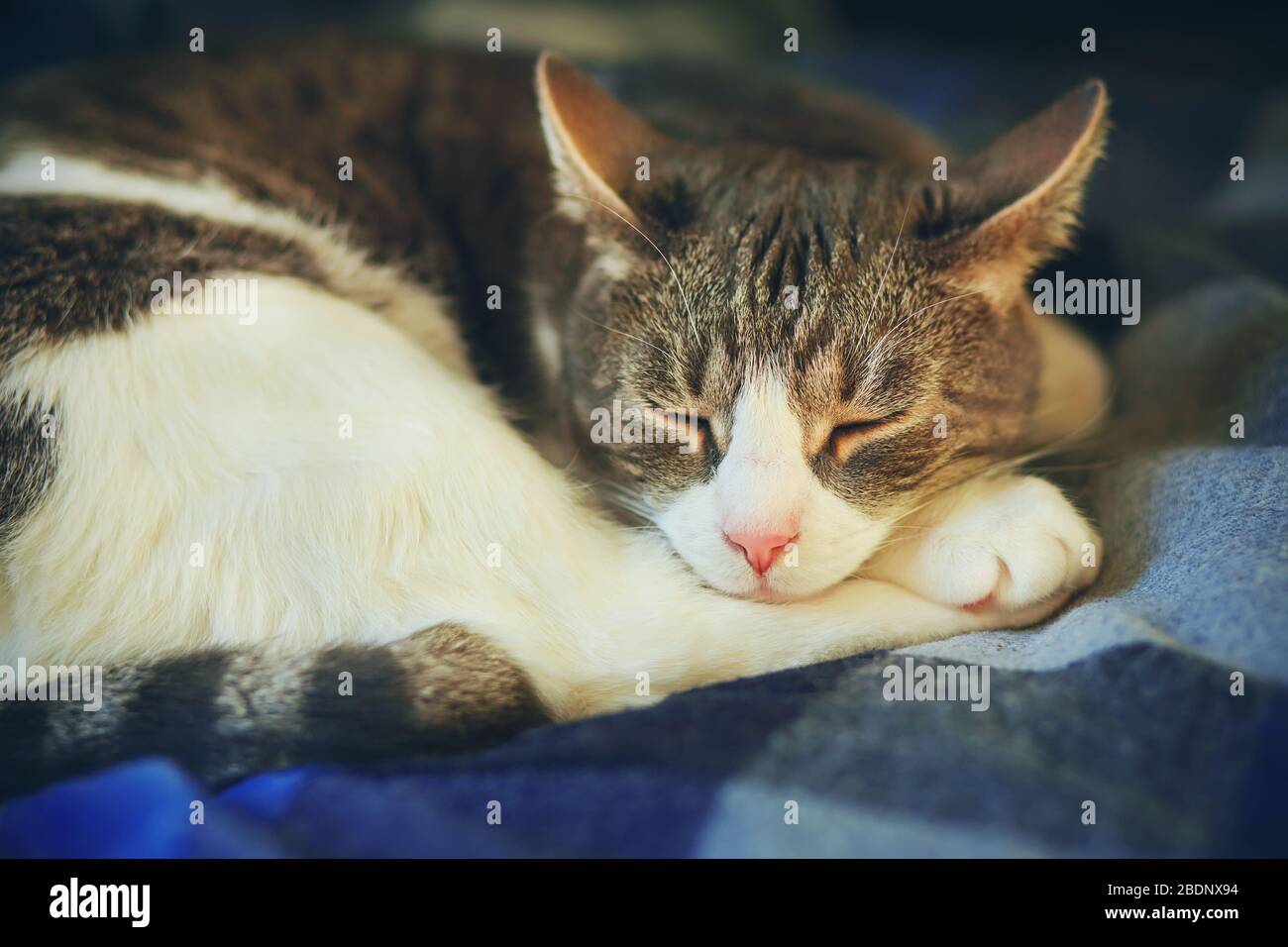 Un gatto domestico del grel del tabby dorme arricciato su una coperta morbida della plaid. Comfort domestico. Foto Stock