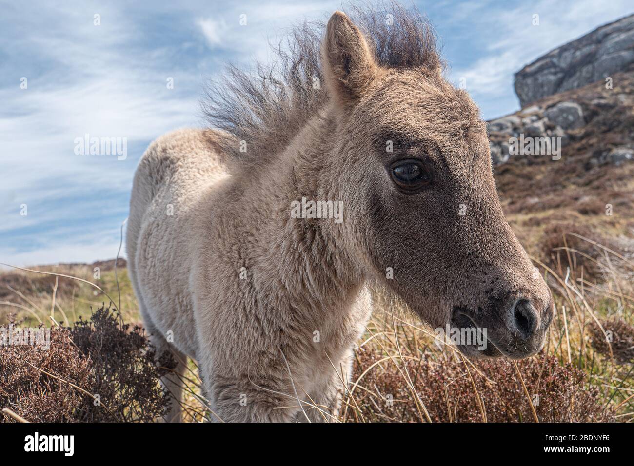 Un giovane nemico sull'isola di South Uist nelle Ebridi esterne, Scozia, Regno Unito. Foto Stock