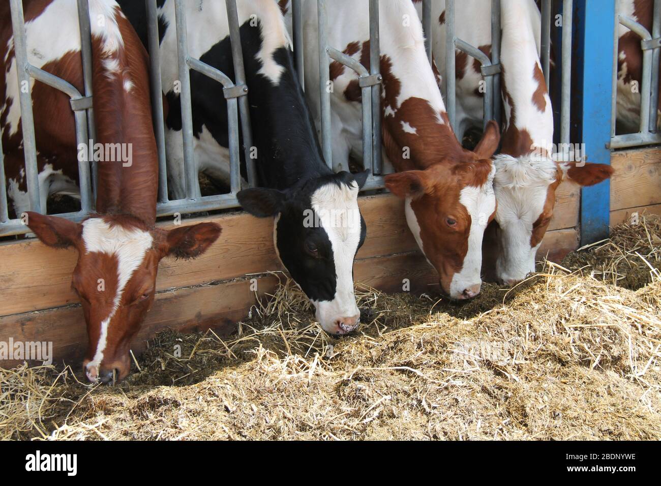 Alcuni bovini da cortile che alimentano da un granaio aperto. Foto Stock