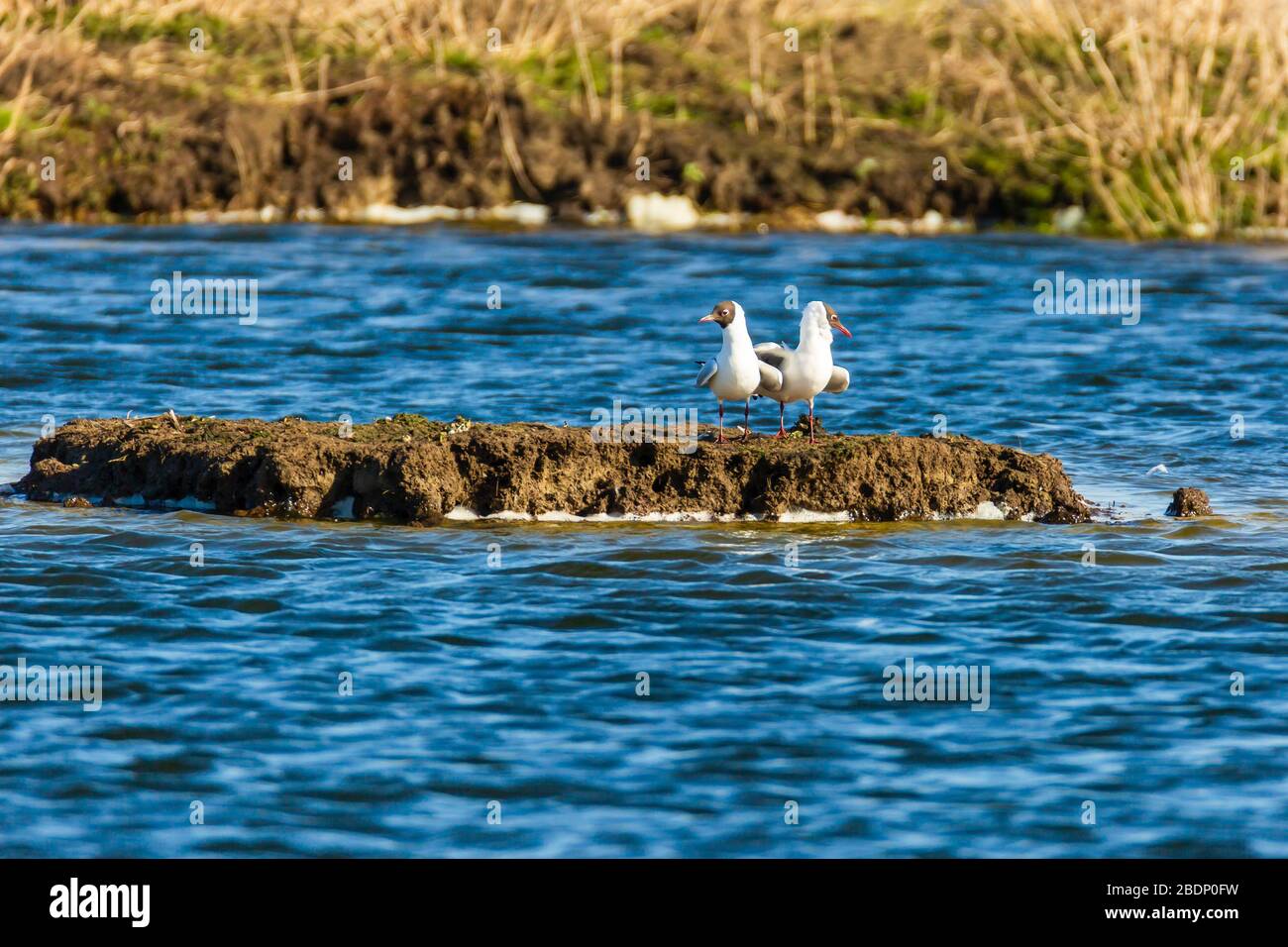 La coppia di gabbiano a testa nera festeggia un matrimonio. Foto Stock