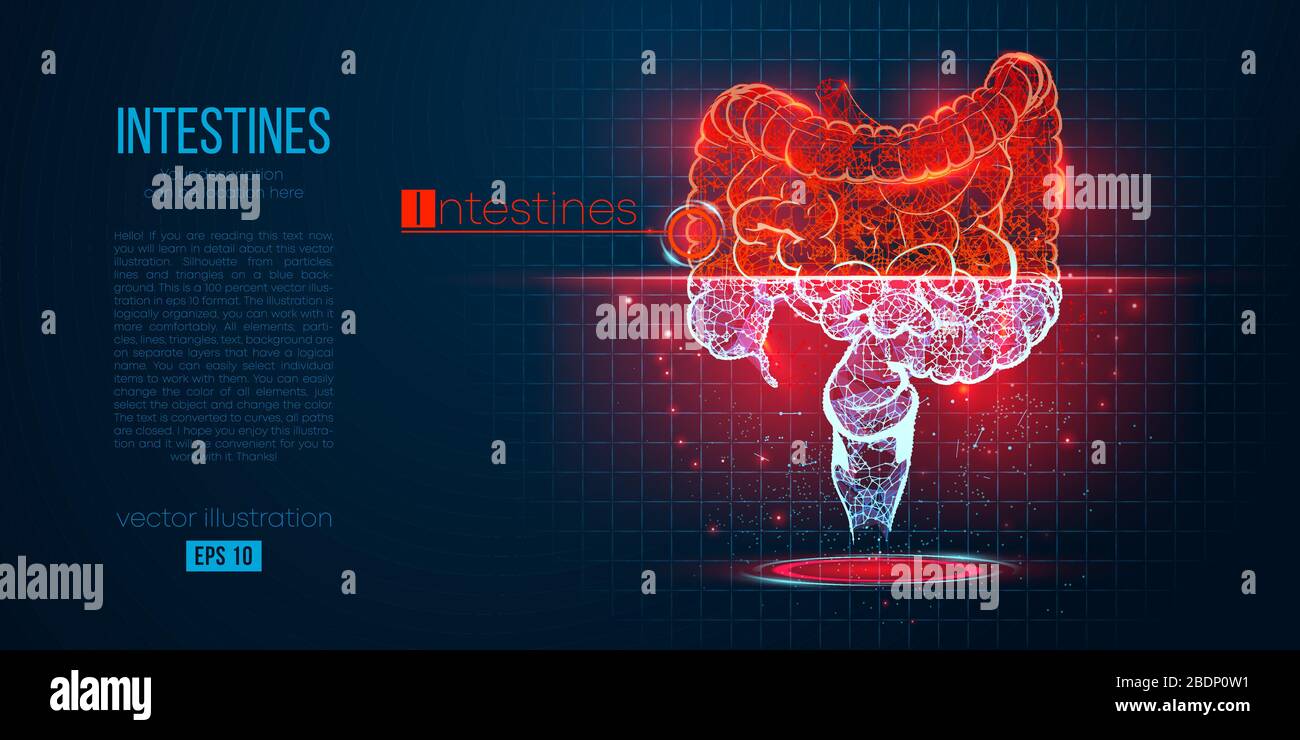 Silhouette astratta dell'organo poligonale dell'intestino. Scansione, ricerca e diagnosi dell'intestino umano. Illustrazione Vettoriale