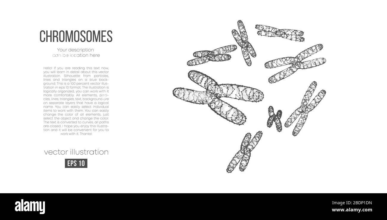 Silhouette astratta dei cromosomi poligonali su sfondo bianco. Scansione, ricerca, studio dei cromosomi umani Illustrazione Vettoriale