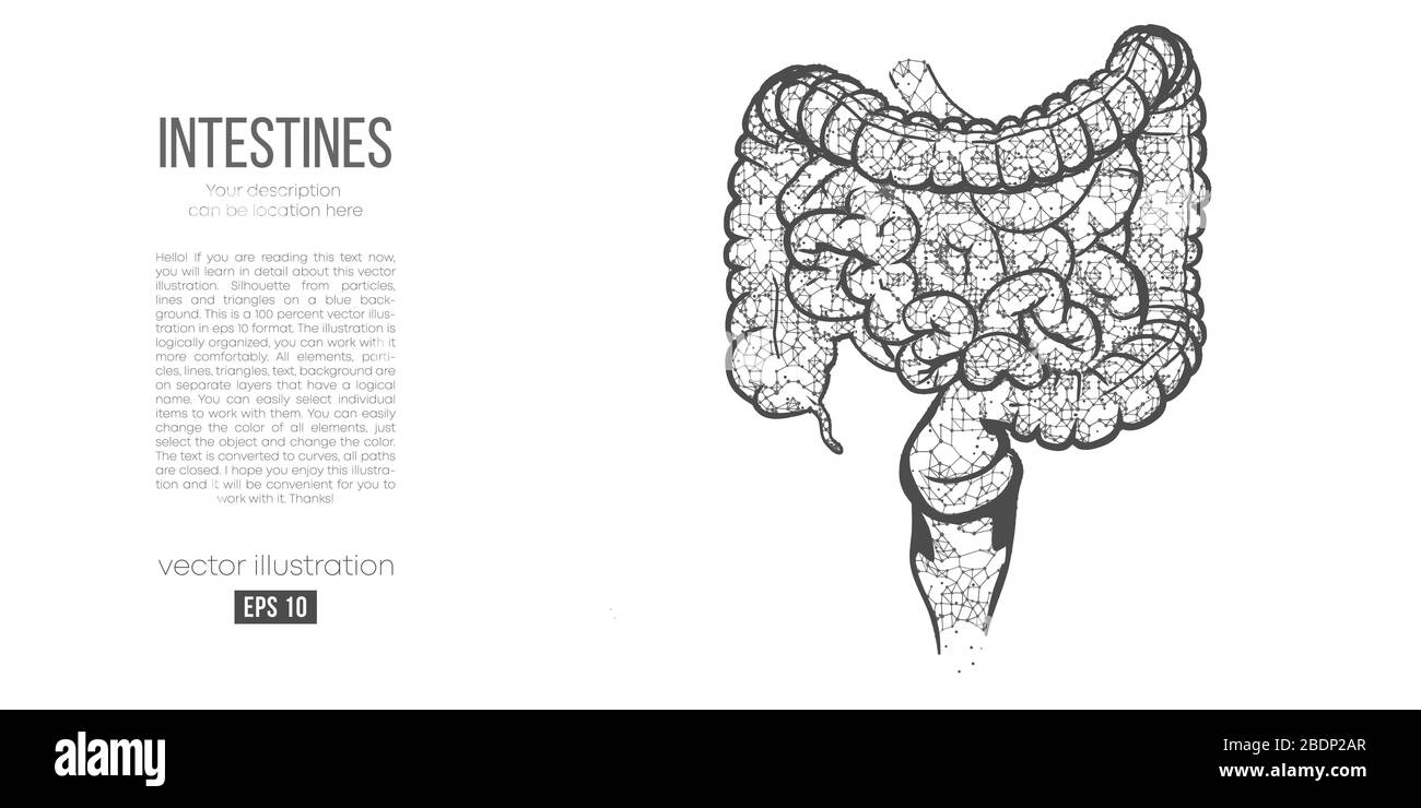 Silhouette astratta dell'organo poligonale dell'intestino. Scansione, ricerca e diagnosi dell'intestino umano. Illustrazione Vettoriale