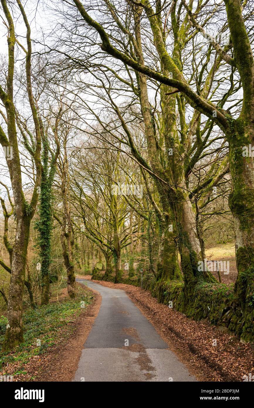 Una sezione del 'Two Castles Trail', anche la 'West Devon Way' e' anche una strada di accesso per l'Okehampton Golf Club, Devon, Regno Unito. Foto Stock
