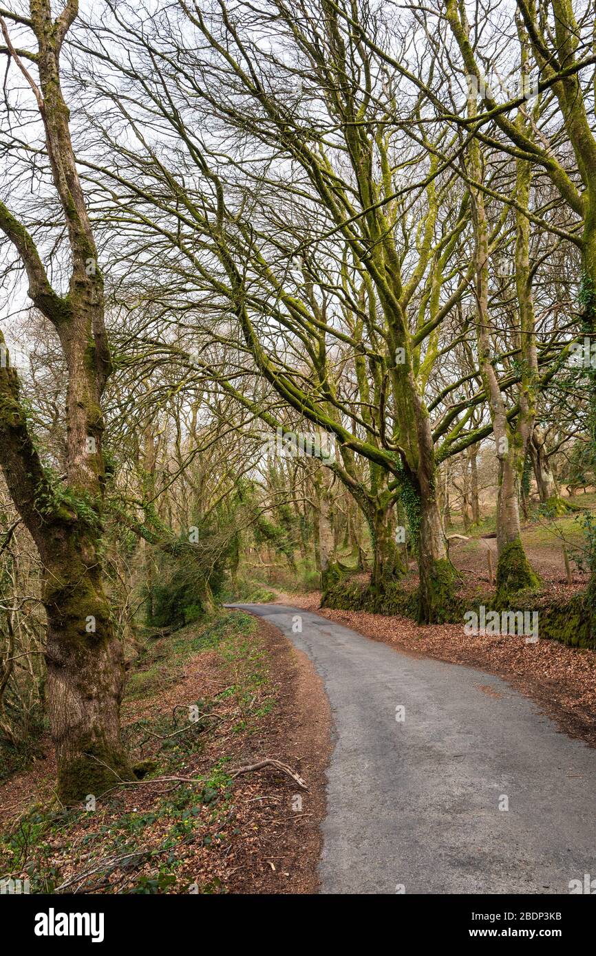 Una sezione del 'Two Castles Trail', anche la 'West Devon Way' e' anche una strada di accesso per l'Okehampton Golf Club, Devon, Regno Unito. Foto Stock