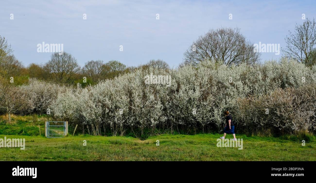 Una donna matura da sola su Ditchling Common, East Sussex, in primavera, a piedi per gli alberi di maggio, Hawthorne in fiore Foto Stock