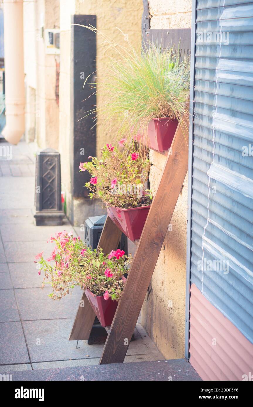 Piantina con fiori rosa petunia fioriti sulla strada soleggiata della città appoggiata al muro Foto Stock