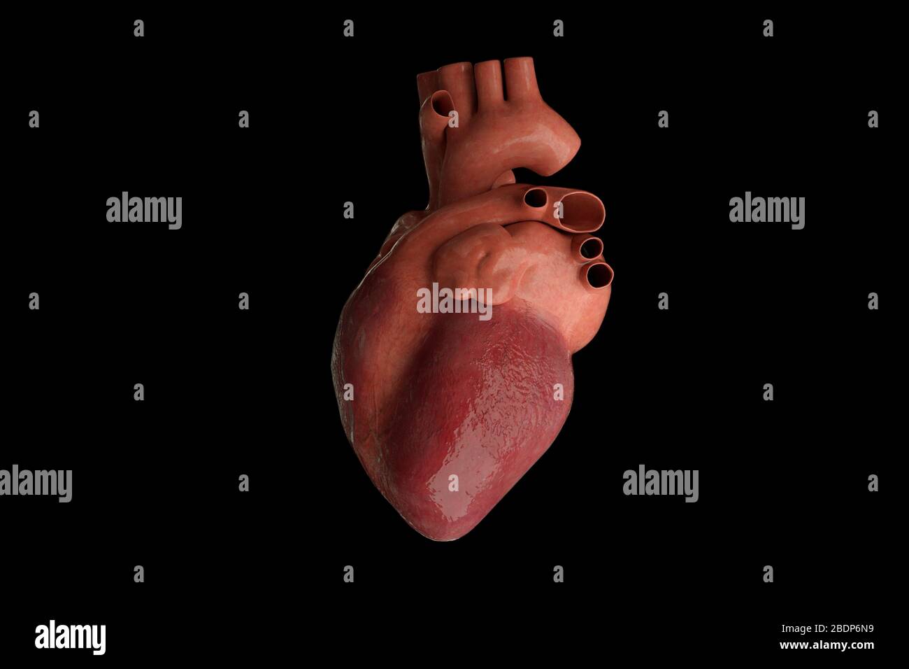 Cuore umano e arterie, rendering 3d Foto Stock