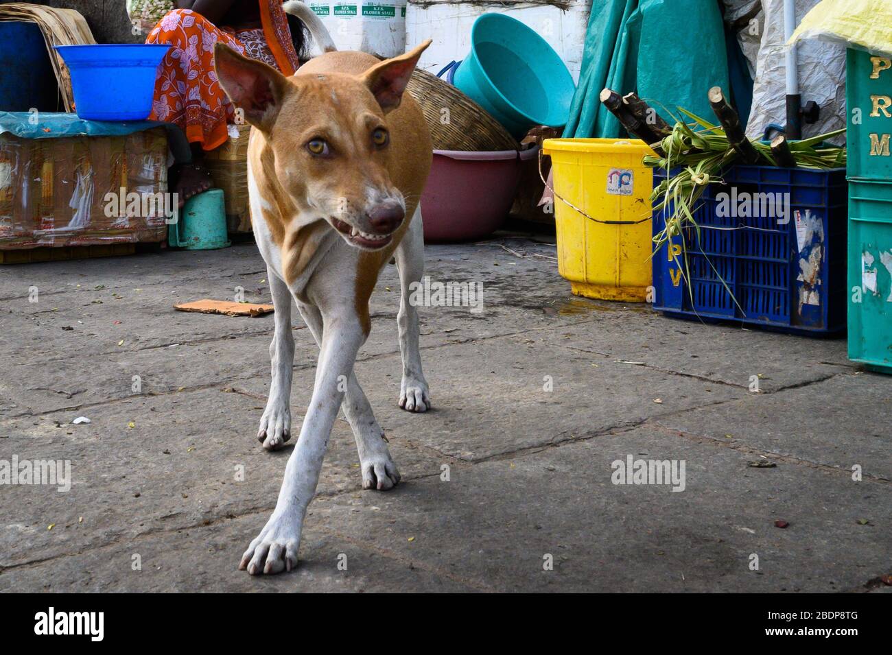 Cane snarling, mercato di Koyambedu, Chennai, India Foto Stock