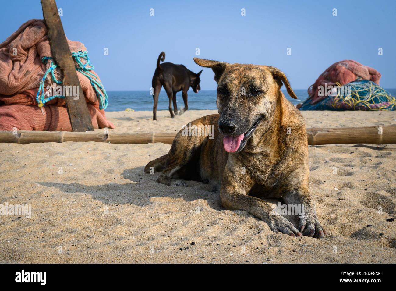 Cani sulla sabbia, Elliot's Beach, Chennai, India Foto Stock