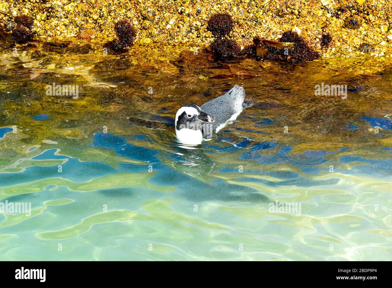 Pinguino nuoto Foto Stock