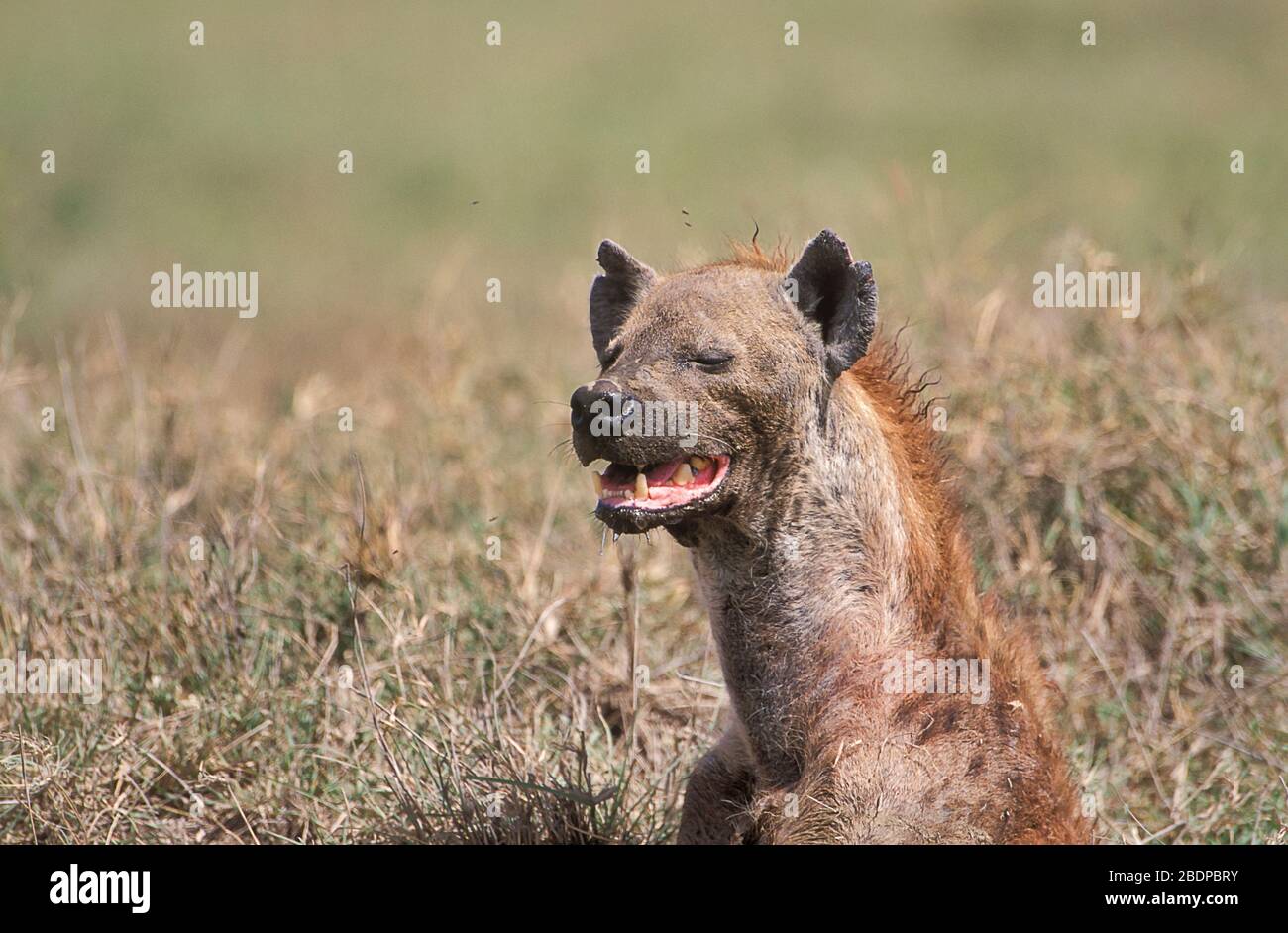 Iena macchiata, crocca crocuta, Serengeti, Tanzania, Africa, conosciuta anche come la risata iena Foto Stock