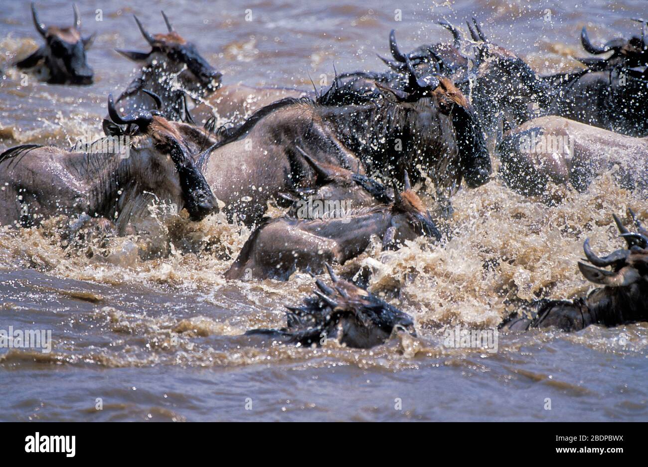 Wildebeest o GNU, Connochretes taurinus, Masai Mara, Kenya, Africa, gruppo, gregge nuotando nel fiume cercando di attraversare, migrazione, migrazione Foto Stock