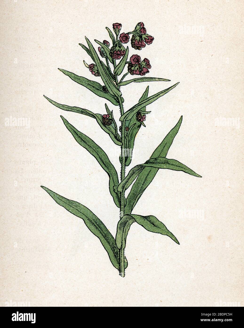"Cynoglosse officinale" (langue de chien) (Cynoglossum officinale) (pianterreno, pianterreno, lingua del cane, fiore zingaro) Planche de botanique tiree Foto Stock
