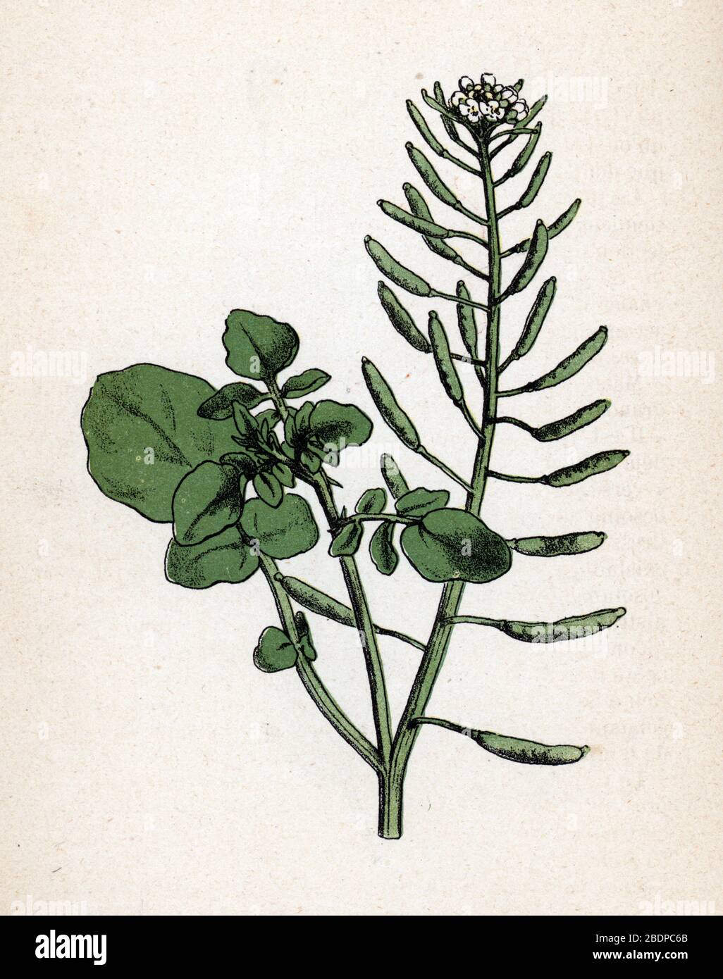 "Cresson de fontaine ou Cresson officinal" (Nasturtium officinale) (Watercress) Planche de botanique tiree de "Atlas colorie des plantes medicinales" Foto Stock
