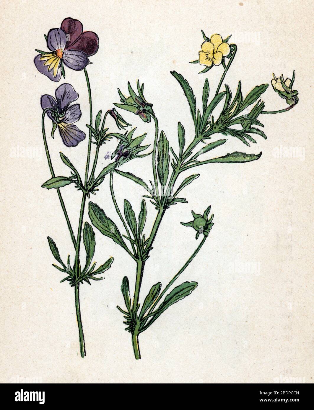 'Pensee sauvage ou tricolore' (Viola tricolore)' (heartsease, la facilità del cuore, la gioia del cuore, il solletico-mio-fantasia) Planche de botanique tiree de 'Atlas colo Foto Stock