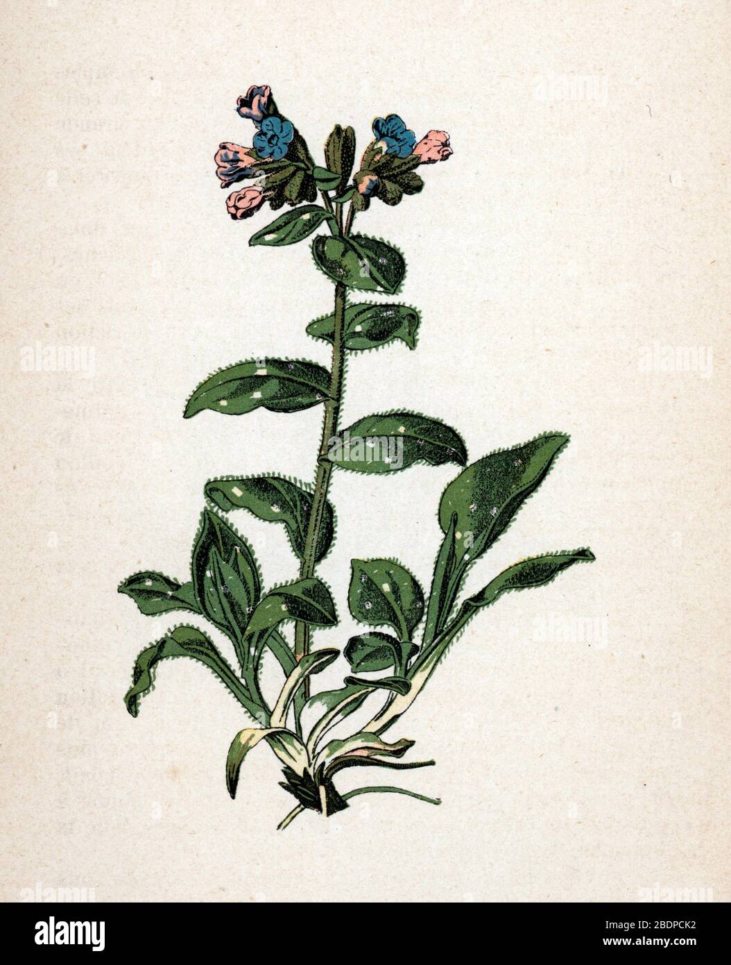 "Pulmonaire officinale" (Pulmonaria officinalis) (Lungwort comune o gocce di latte di nostra Signora) Planche de botanique tiree de 'Atlas colorie des plantes m Foto Stock