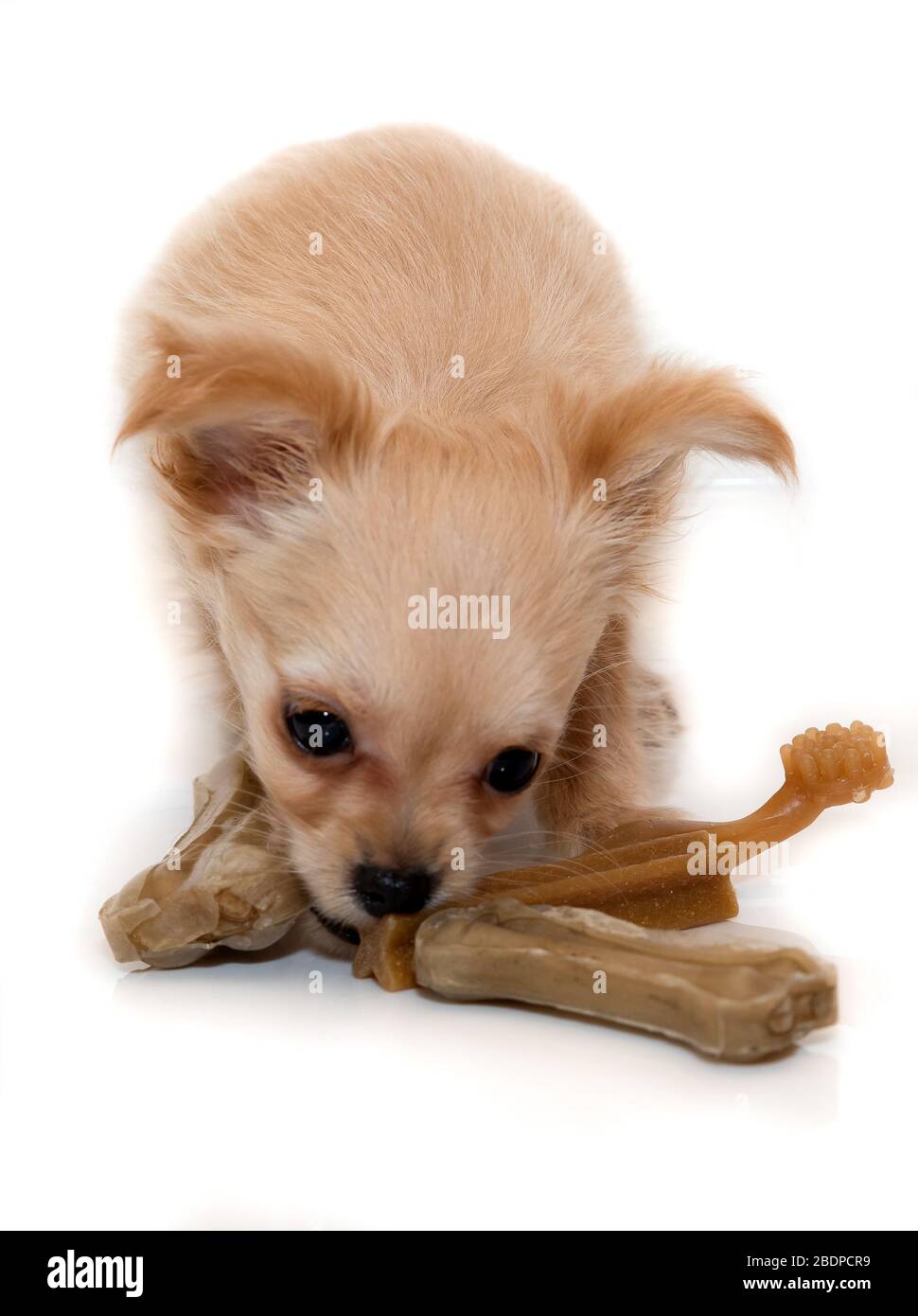 Giocattoli mastici per cani e giocattoli mastici per cuccioli. Cucciolo beige. Foto Stock