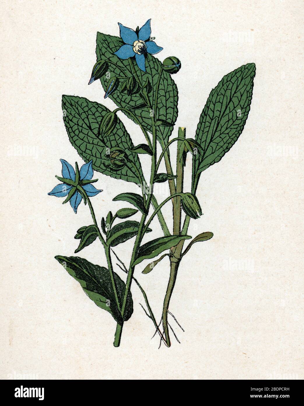"Bourrache officinale" (Borago officinalis) (Borage o starreflower) Planche de botanique tiree de "Atlas colorie des plantes medicinales" de Paul Hario Foto Stock