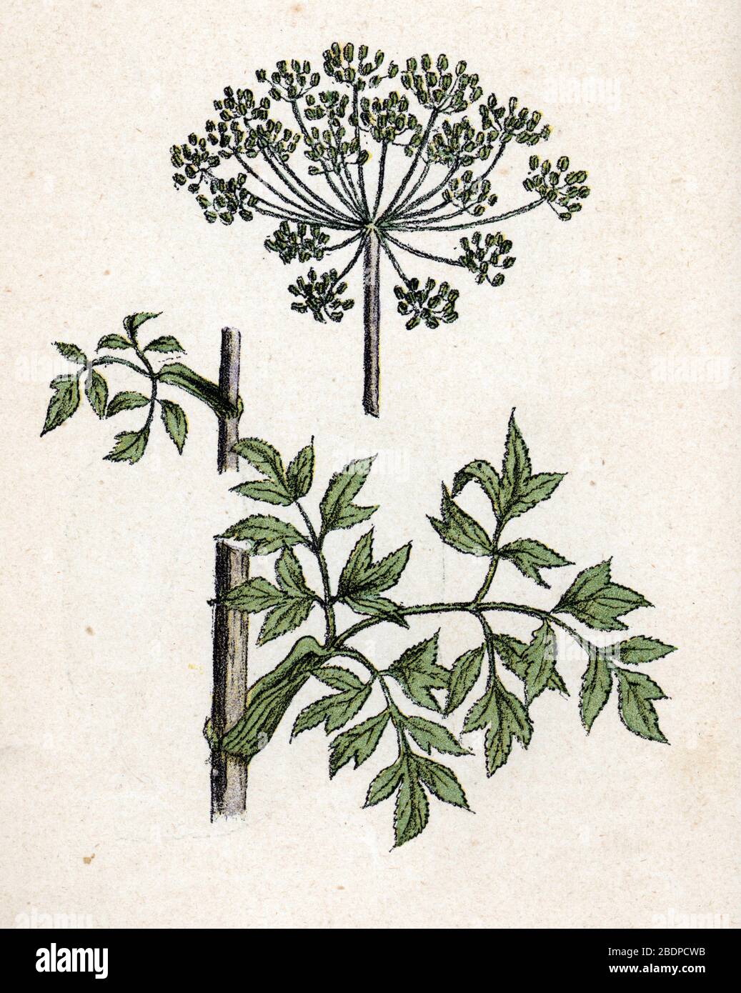 Angelique (archangelique officinale) (Angelica archangelica, Giardino Angelica, Spirito Santo, Celeria selvaggia) Planche de botanique tiree de 'Atlas colorie Foto Stock