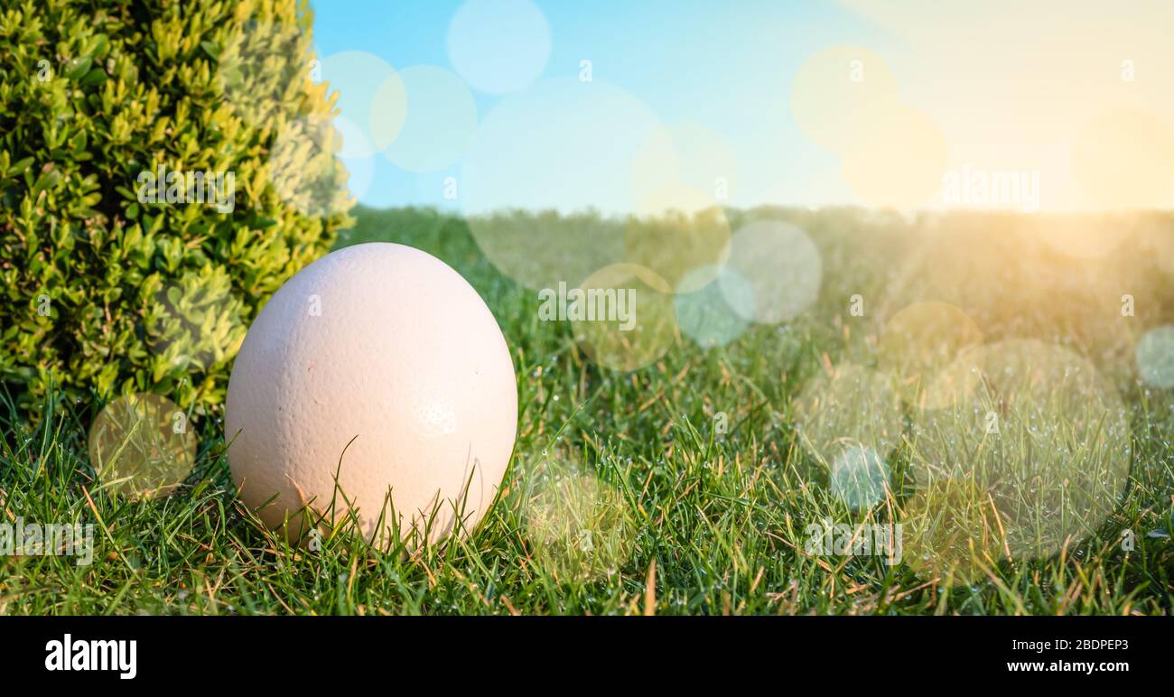 Uovo di Pasqua nell'erba. Design di sfondo del sole nel cielo. Foto Stock