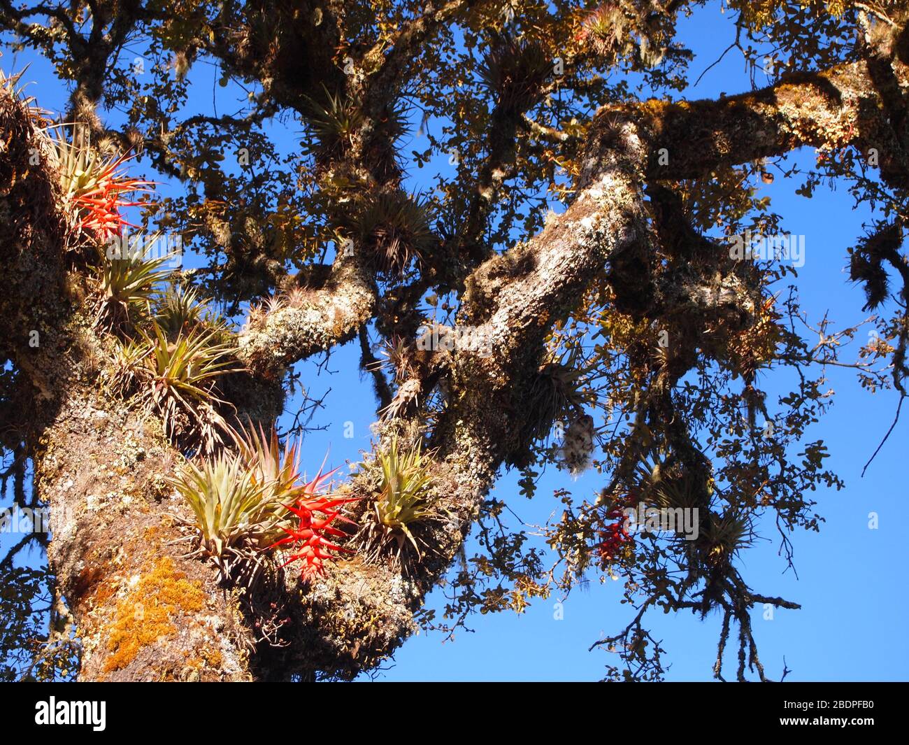 Bromeliadi epifitiche nelle foreste montane di pini-querce della Sierra Madre de Oaxaca, Messico meridionale Foto Stock