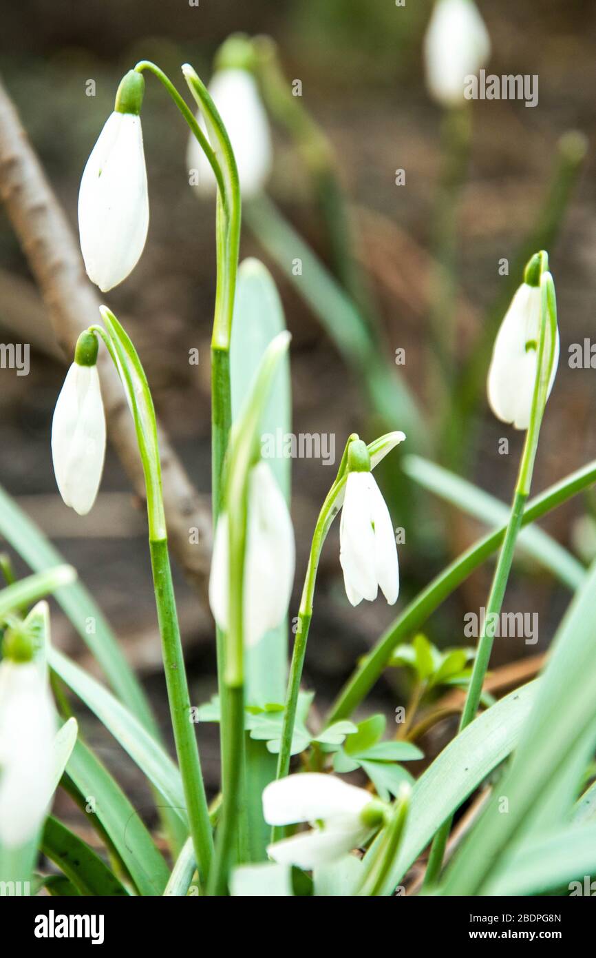 Gocce di neve selvatiche in fiore nel terreno, naturale Foto Stock