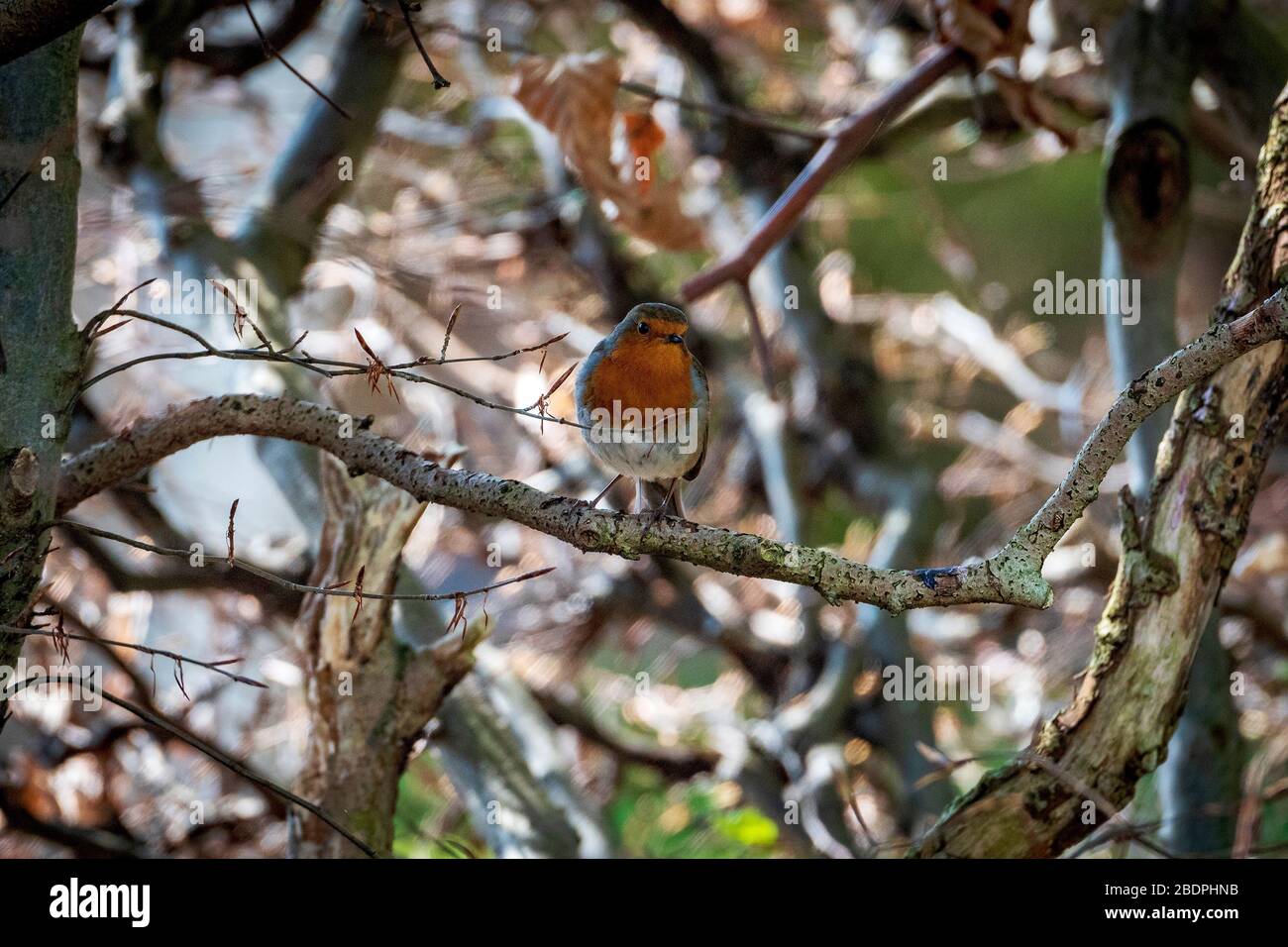 Un uccello Robin giardino in una siepe. Robin Redbreast. Foto Stock