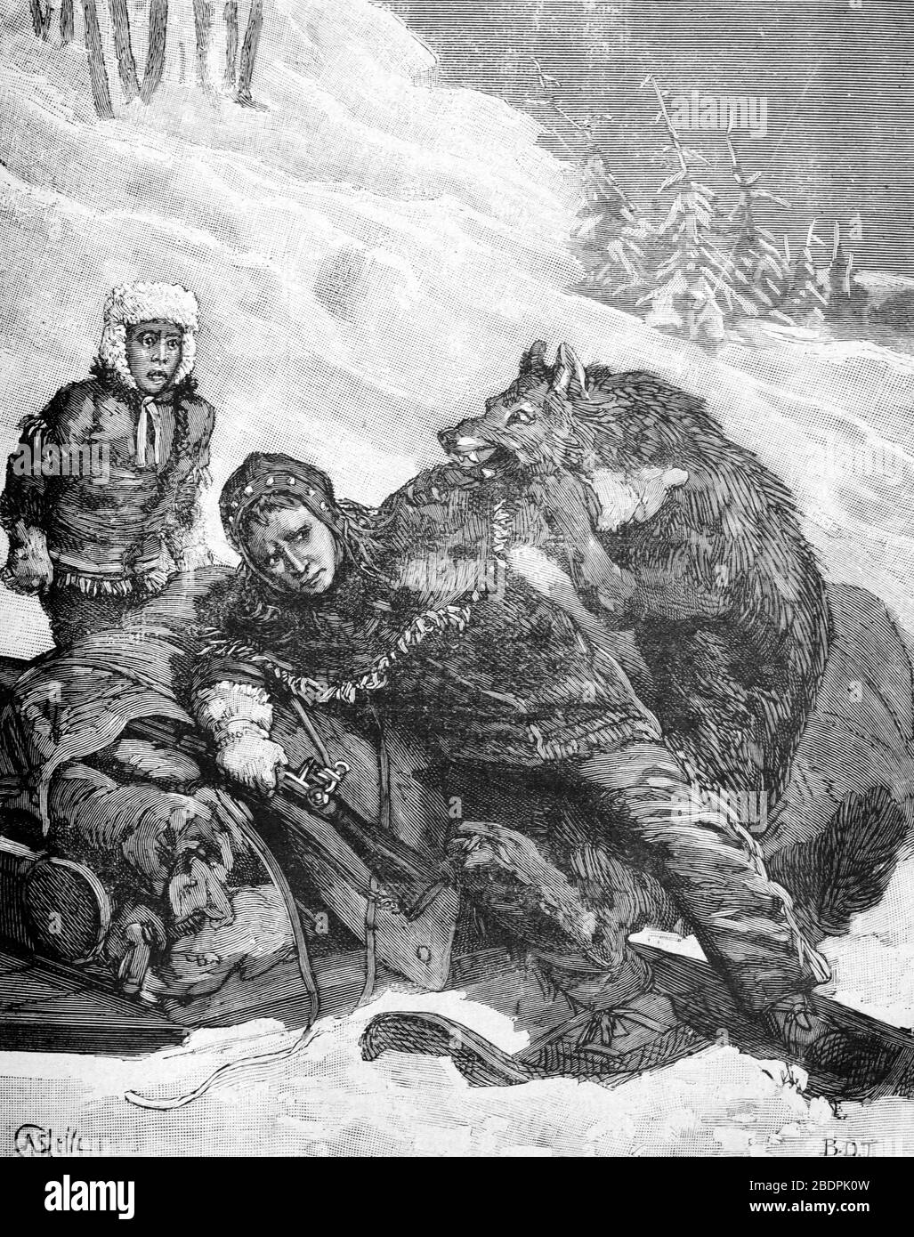 Attacco di lupo grigio, lupus di Canis, in Canada. Vintage o Old Illustration o Engraving 1887 Foto Stock