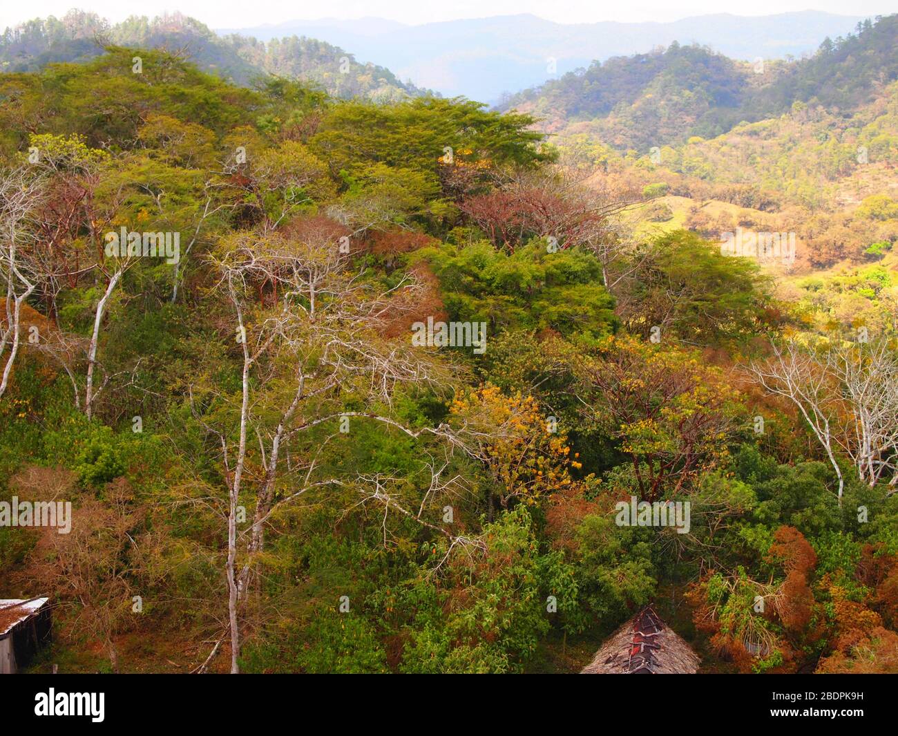 Foreste submontane tropicali vicino al sito archeologico di Toniná in Chiapas, Messico meridionale Foto Stock