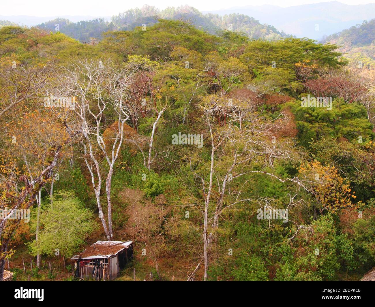 Foreste submontane tropicali vicino al sito archeologico di Toniná in Chiapas, Messico meridionale Foto Stock