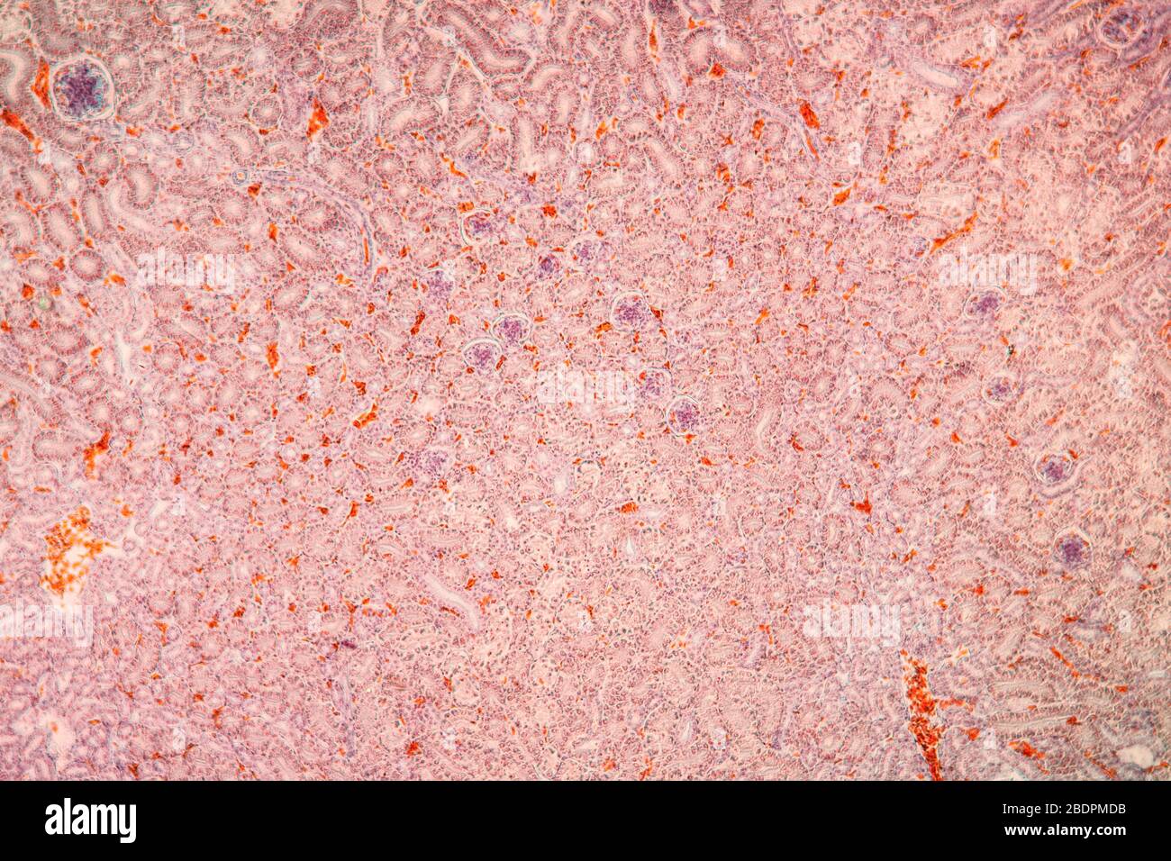 Tessuto renale al microscopio 100x Foto Stock