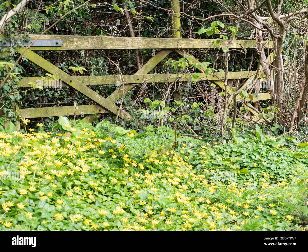 Cancello di legno profondo in buttercups Foto Stock