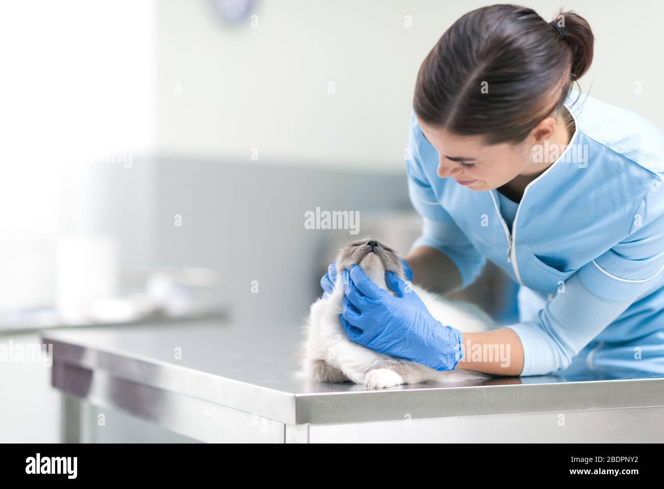 Veterinario professionale che esamina un gatto bello lungo dei capelli alla clinica veterinaria, concetto di salute dell'animale domestico Foto Stock