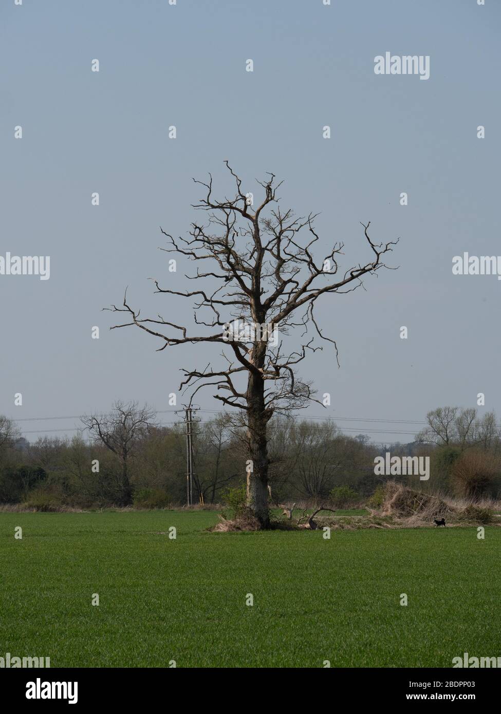 Albero solone ramificato nudo nel mezzo del campo di grano tenero a Westbury, Wiltshire, Regno Unito. Foto Stock