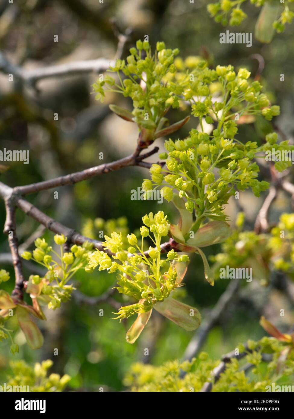 Acero norvegese (Acer platanoidi) che entra in foglia in primavera. Foto Stock